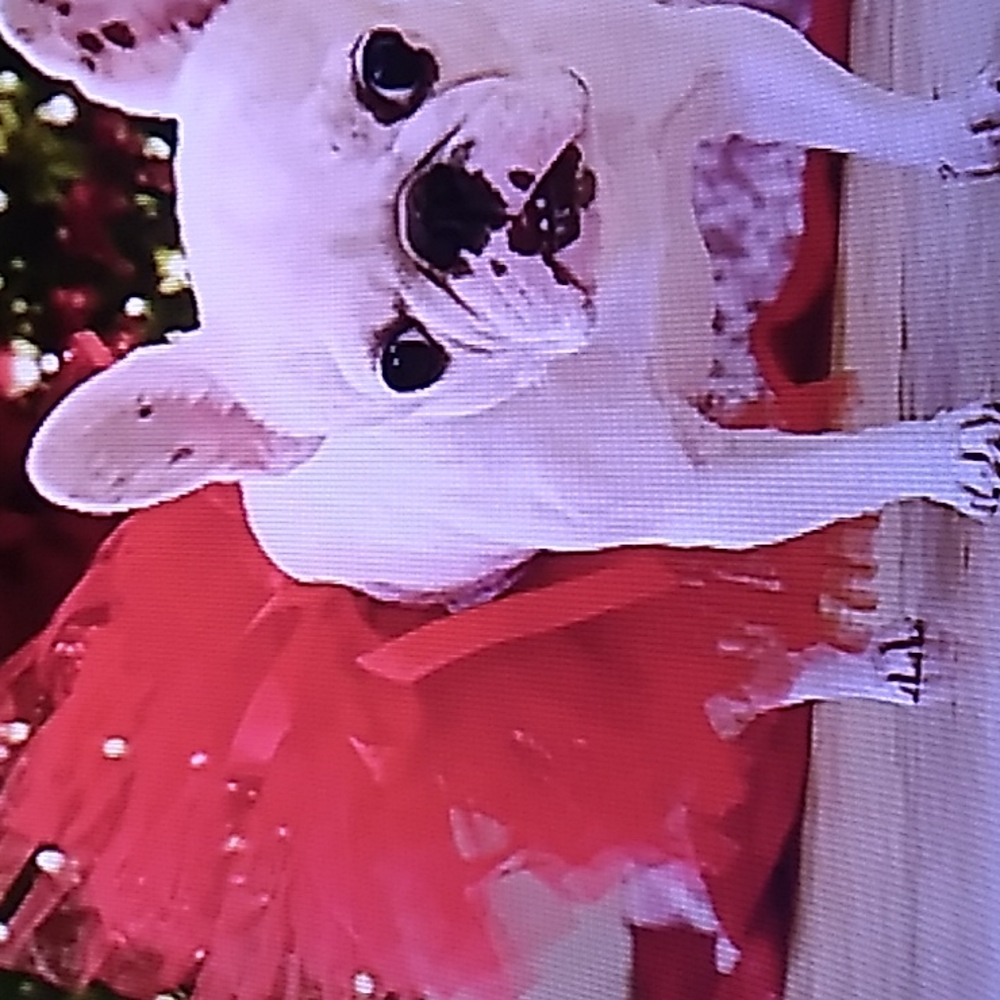 Dog Tutu - Picture 7 of 8